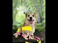 月1回のキレイキレイの日。あどけなさ残る奇跡の11歳🤣 corgi 癒し コーギー コーギーと一緒 コーギー犬 可愛い 愛犬 shorts