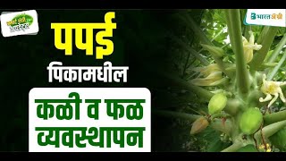 पपई पिकामधील कळी व फळ व्यवस्थापन | पपई लागवड माहिती | papaya flower dropping off