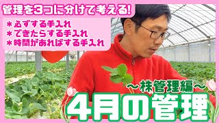 【いちご栽培】4月の管理〜株管理編〜