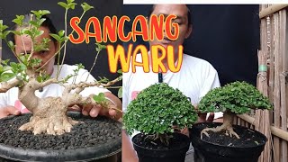 BAHAN BONSAI PROSPEK MURCE