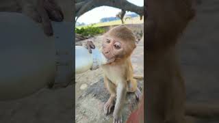 Monkey #cute monkey #trending #trend #trendingshorts #viral ❤️❤️❤️🐒