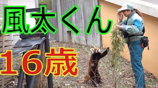 レッサーパンダ 風太くん 16歳 の お食事模様。 Red Panda, Futa's State of meal.  Chiba zoo 千葉動物園