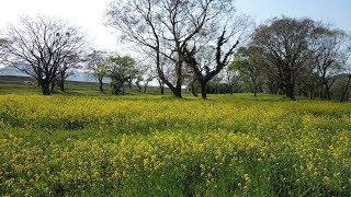 高知県四万十市、｢入田ヤナギ林｣へドライブ #137