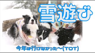 ボーダーコリーの雪遊び☆今年は色々あって雪遊び出来ず(ToT)過去動画で雪遊び気分を味わおう