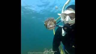 Friendly Selfie Fish