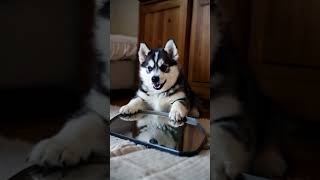 🐾 Little Husky’s Hilarious Standoff with Its Reflection, So Confused! 😂