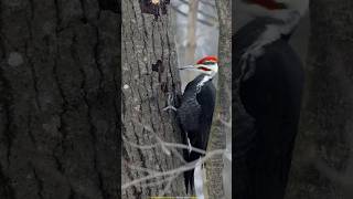 Why Did This Bird Get Stuck In The Tree 🤔 #shortsvideo