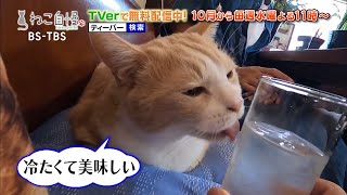 ねこ自慢＃71ご出演ニャンコたち【9月8日OA】