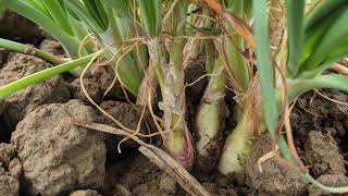 Indigenous Roots Farm