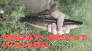 【バス釣り】雷魚釣ってたら50upのデカバスが...【静岡野池】【雷魚ナマズ】