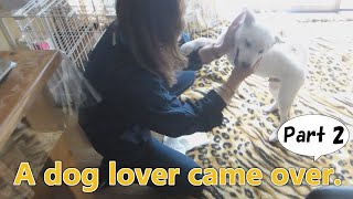 White Shiba Inu：A dog lover came over  Part2 【English】