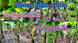 అరటి తోట || Banana thota #indianvillagescenary #indianvillagetour