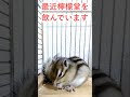 しまりす「ポン吉」つまみはサラダスティックです。