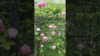 #つるバラ　#ラレーヌビクトリア　#薔薇　#バラ　#ガーデニング　#shorts #ショート  #flowers  #garden  #rose