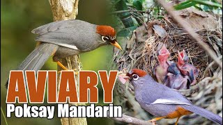 AVIARY TERNAK POKSAY MANDARIN DI KOTA DEPOK