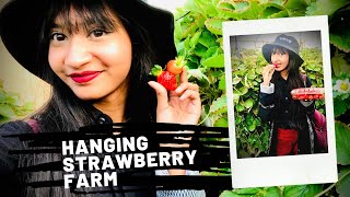 Strawberry Farm in Riyadh | Hanging Strawberry Garden | Riyadh KSA