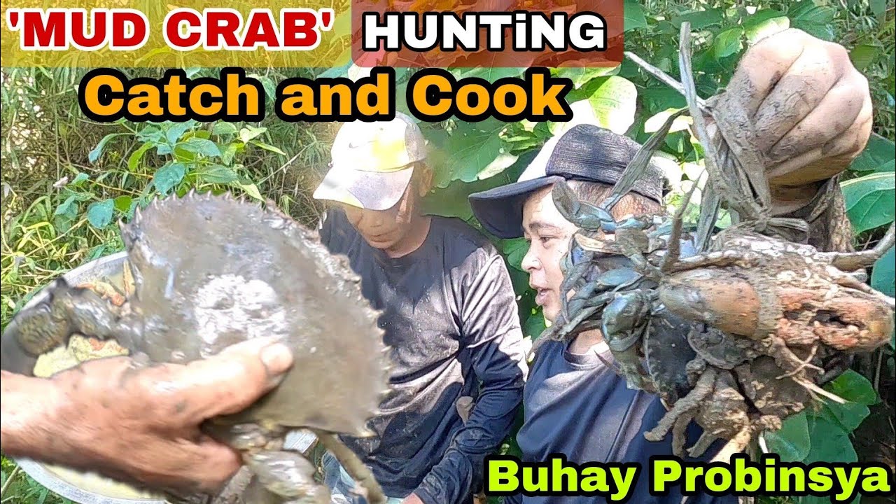 Mud Crab Hunting Catch And Cook Youtube