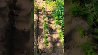 15 ਦਿਨ ਚ ਧਨੀਆ ਕਿਵੇ ਤਿਆਰ ਕਰੀਏ/ How can grow coriander in 15 days #vegetables