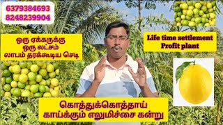 லாபம் தரக்கூடிய எலுமிச்சை கன்று | வருடம் முழுவதும் காய்க்கும் எலுமிச்சை | நல்ல லாபம் தரும் எலுமிச்சை