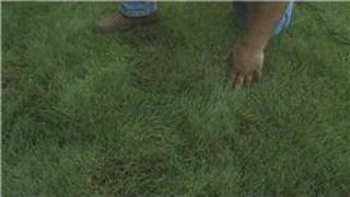 Lawn Care : How to Make Grass Grow Fast