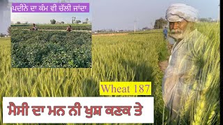 Wheat 🌾 187//ਕਣਕ 187 ਫੁੱਲ ਹਾਈਟ ਤੇ//SEERA DHILLON