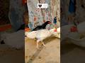 Black vs White Madi | Konsi Nasal Zyada Achi he #shortsfeed #birds #aseelmurgah #aseel #hen #hen