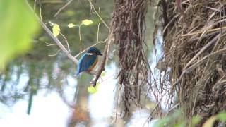 [4K] 野鳥：カワセミ／Ｋ川沿いのしげみで毛繕い