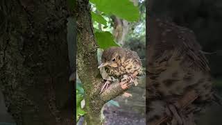 Save of the day, thrush fledgling