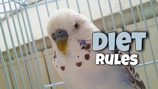 Feeding Your Budgie Properly