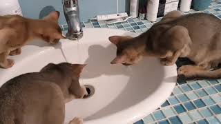 Les chatons abyssin et l'eau