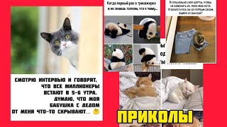 Забавные Ситуации для Улыбки ! смотри смешные картинки мемы котики приколы  🤣