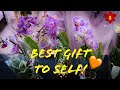 Mini Phalaenopsis Orchid Haul - Good for the heart, easy on the wallet 🤑