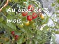 Faire pousser des tomates cerise sur son balcon