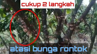 bunga kakao rontok ||Cara Agar Bunga Dan Buah Kakao Tidak Rontok