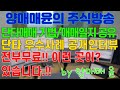 [주식]양매매윤 주식방송, 국내유일 단타 공부방, 5가지 패턴+검색식공개