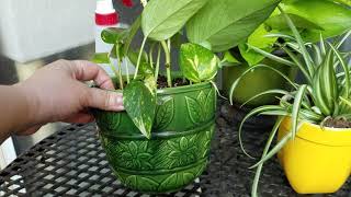 How to Propagate Pothos Cuttings and Vines in Soil