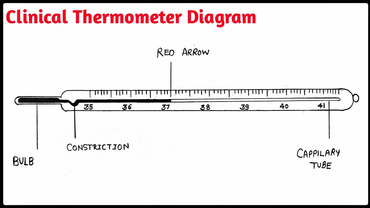 Clinical Thermometer Diagram | Thermometer Drawing | Class7 - YouTube