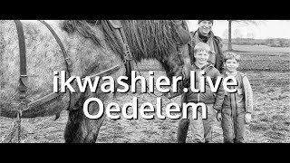 Belgische Trekpaarden ploegen en eggen - ikwashier.live in Oedelem