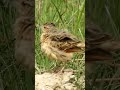 अगिन Bengal Bush Lark | Sound #bird #wildlife #indianbirds #jeevpremee