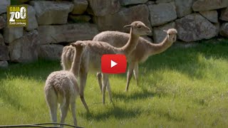 GaiaVLOG: de vicuña