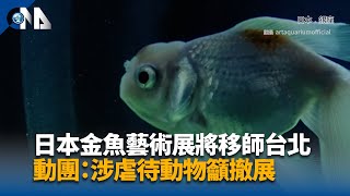 日本金魚藝術展將移師台北 動團：涉虐待動物籲撤展 | 中央社影音新聞