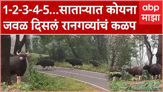 Satara Bison Rangava : 1-2-3-4-5...साताऱ्यात कोयना जवळ दिसलं रानगव्यांचं कळप