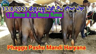 13/8/2023 ਪਸ਼ੂ ਮੰਡੀ ਫੱਗੂ ਸਿਰਸਾ Pashu Mandi Phaggu Sirsa Haryana