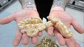 Albino Super Asphalt Update !! Egg Cutting !!