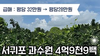 급매!!!! 평당 32만원→평당 28만원/ 따뜻한 서귀포 과수원 4억9천9백 매매 (정책자금대상자분들께 추천)