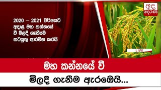 මහ කන්නයේ වී මිලදී ගැනීම ඇරඹෙයි...