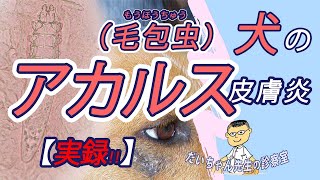 【獣医／犬／アカルスが原因の皮膚炎】006*実例の映像を多数紹介