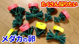 メダカの卵がたくさん採れる産卵床の作り方！ 新しいメダカの産卵床「フラワー」を創作☆