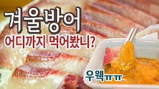 겨울 방어 맛있게 먹는 방법(부시리와 비교하니 이런 차이가?)