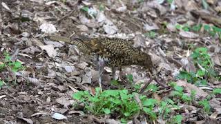 トラツグミのだお食事ですよ